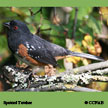 Spotted Towhee songs and calls