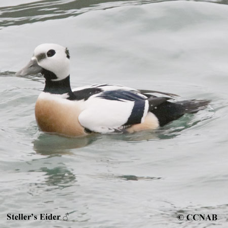 Steller's Eider range map