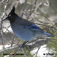 Steller's Jay songs and calls