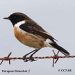 Stonechats