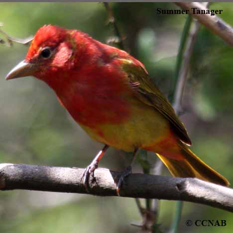 tanagers