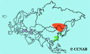 Swan Goose range map