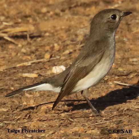 Birds of North America