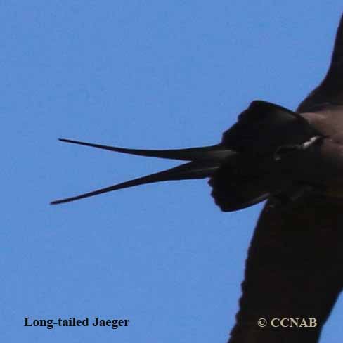 Long-tailed_Jaeger