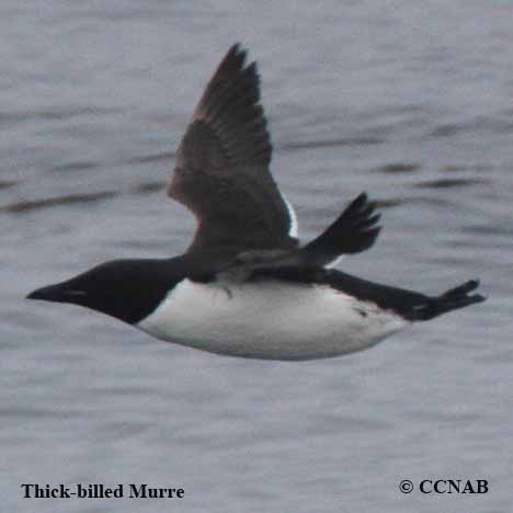 Birds of North America
