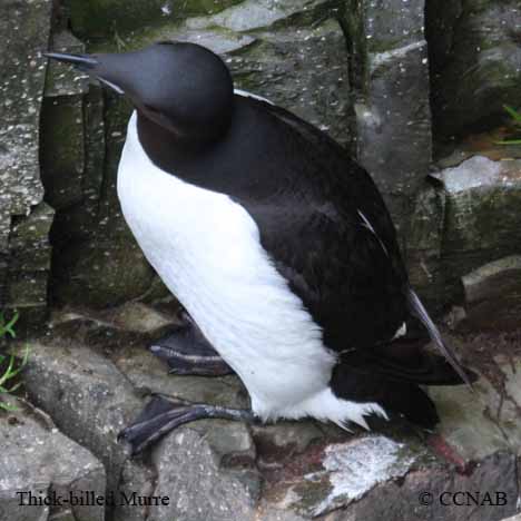 Birds of North America