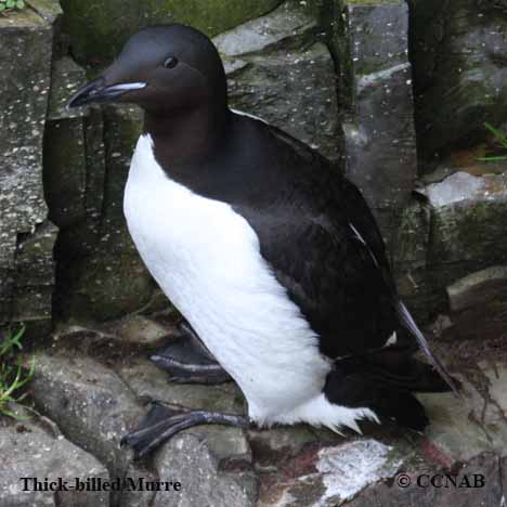 Birds of North America