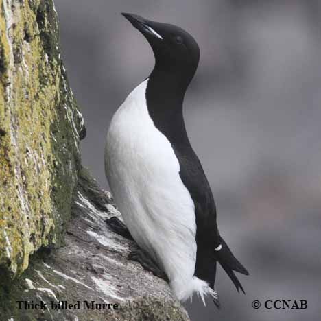 Thick-billed Murre