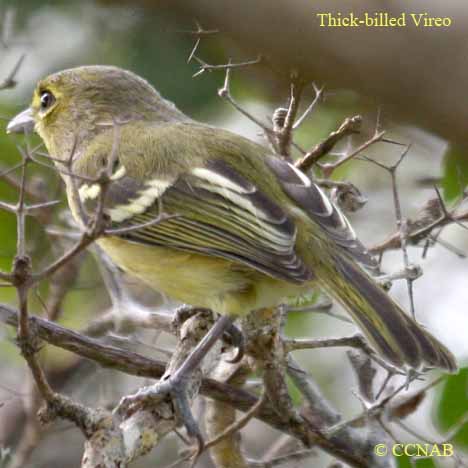 Birds of North America