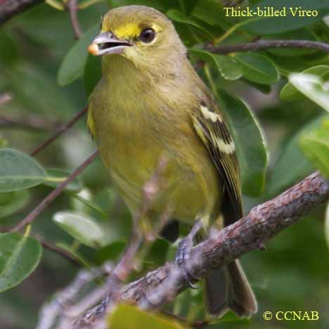 Birds of North America