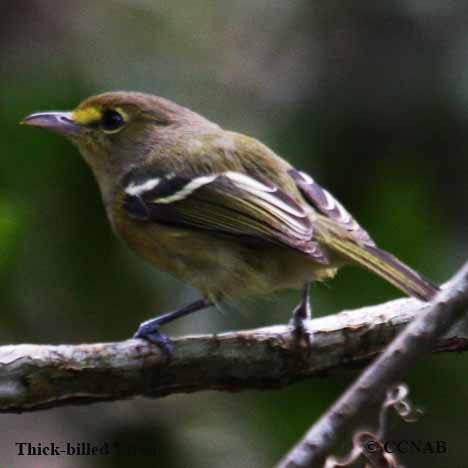 Birds of North America
