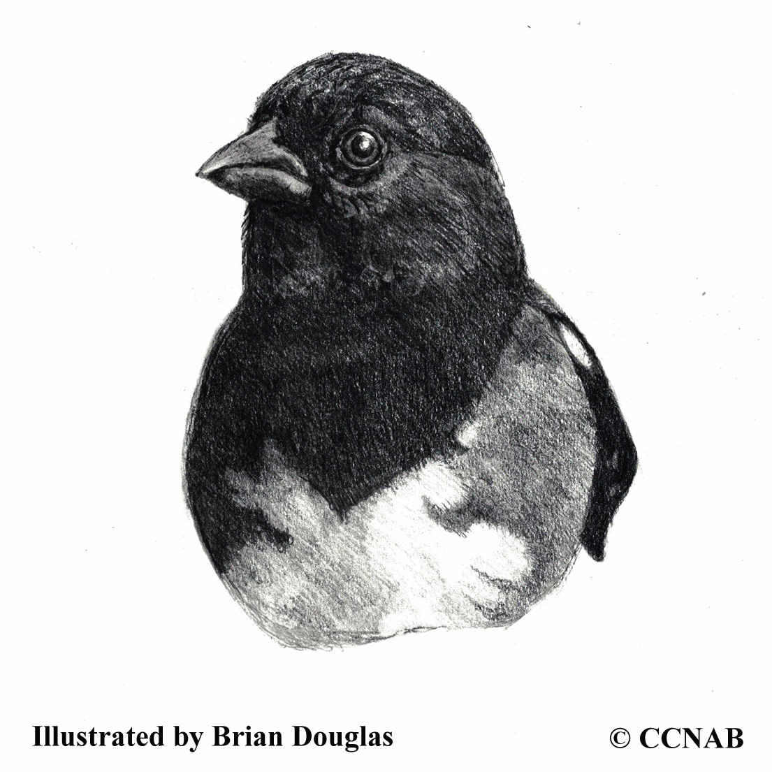 towhees