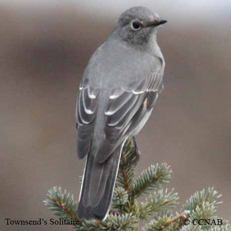 Birds of North America