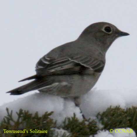 Birds of North America