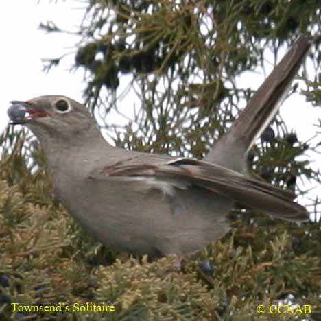 Birds of North America
