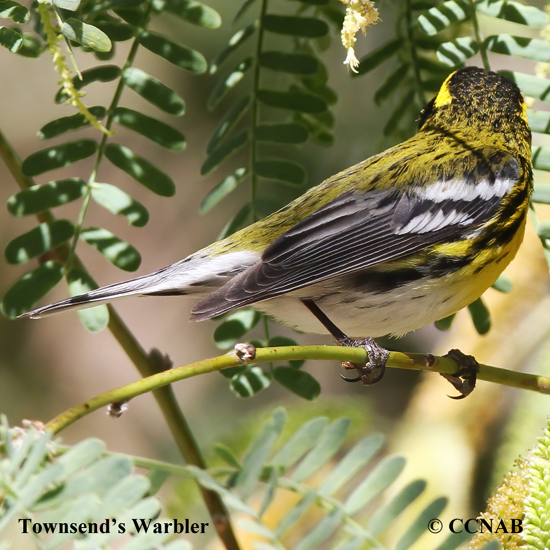 Birds of North America