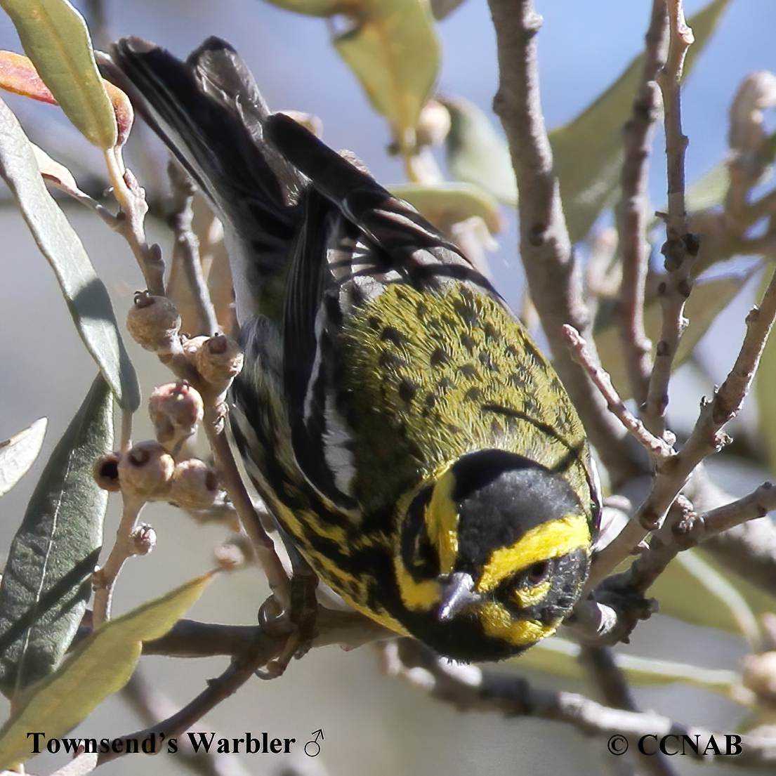 Birds of North America