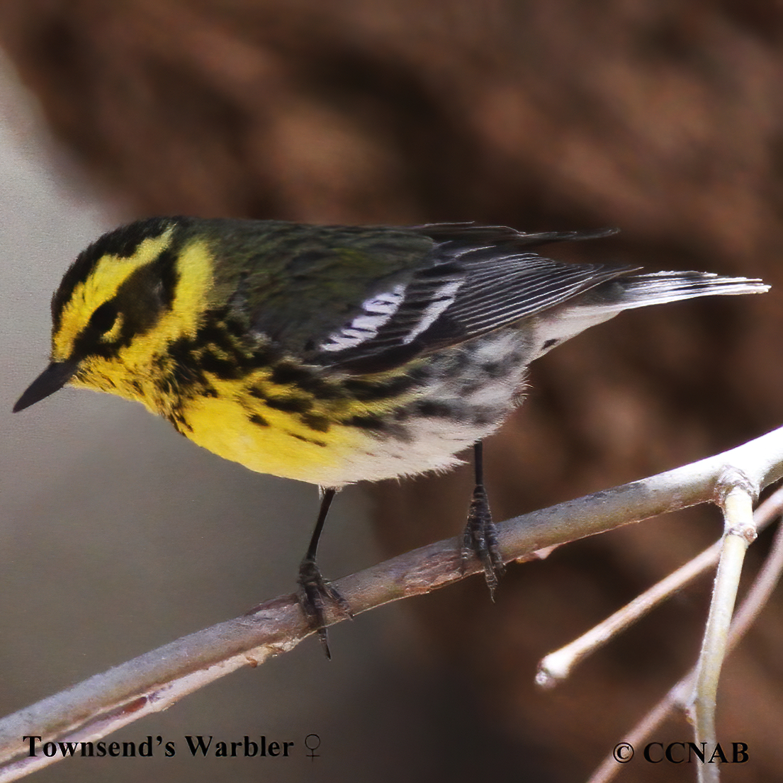 Birds of North America