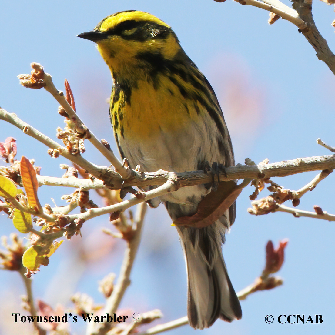 Birds of North America
