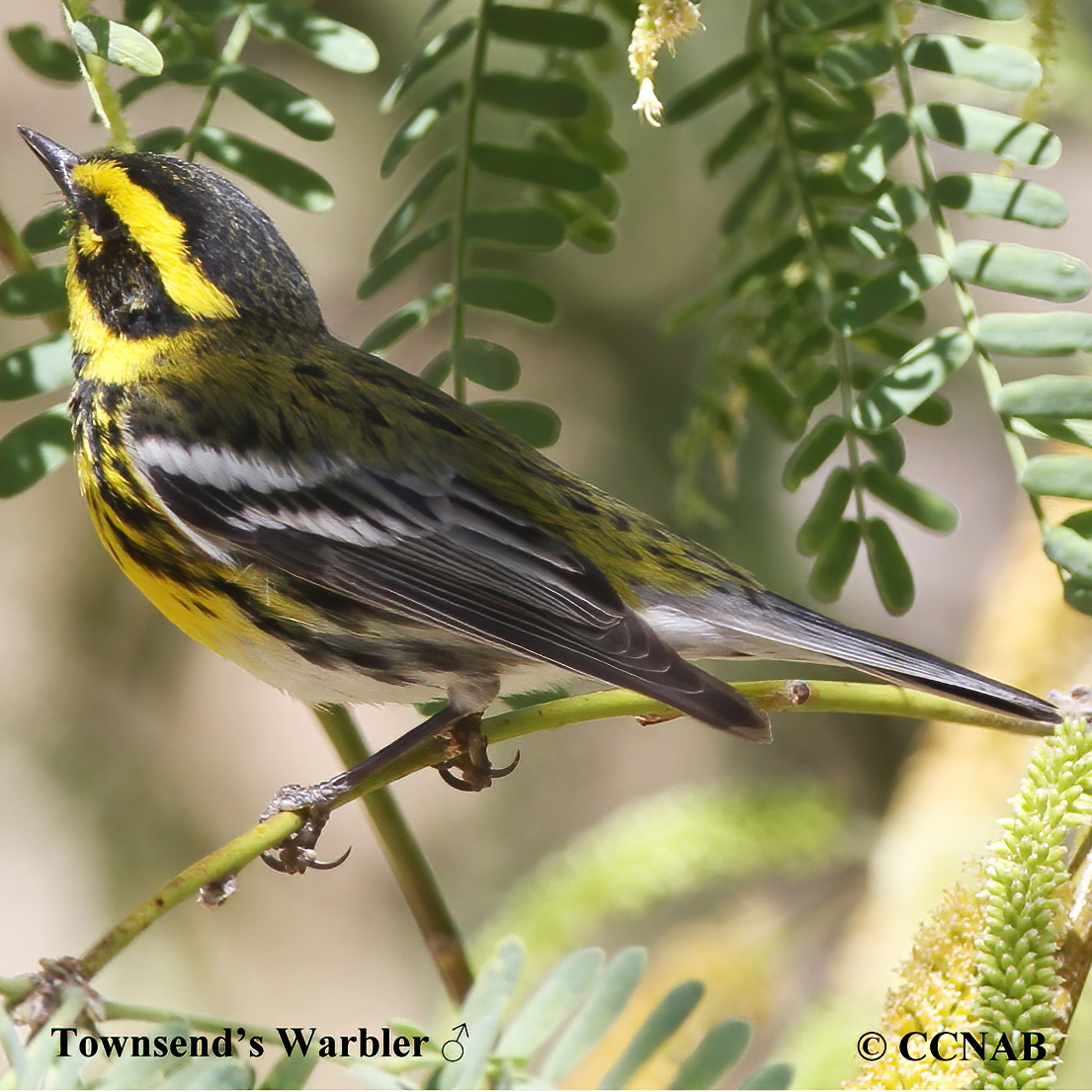 Birds of North America