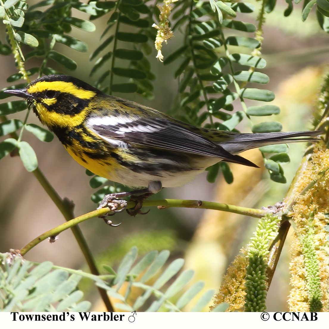 Birds of North America