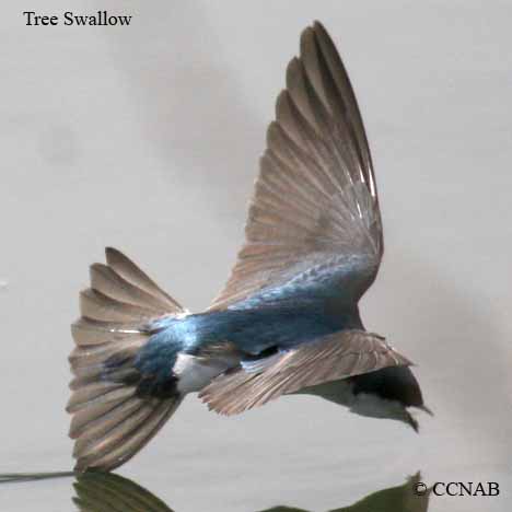 Birds of North America