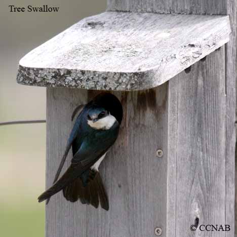 Birds of North America