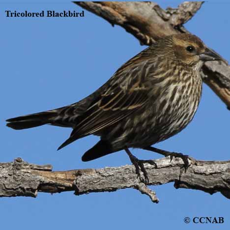 Birds of North America