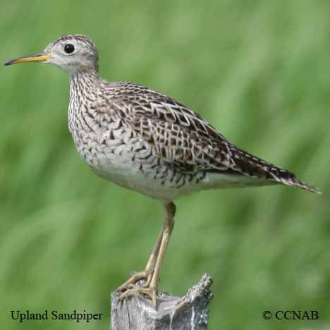 Upland Sandpiper