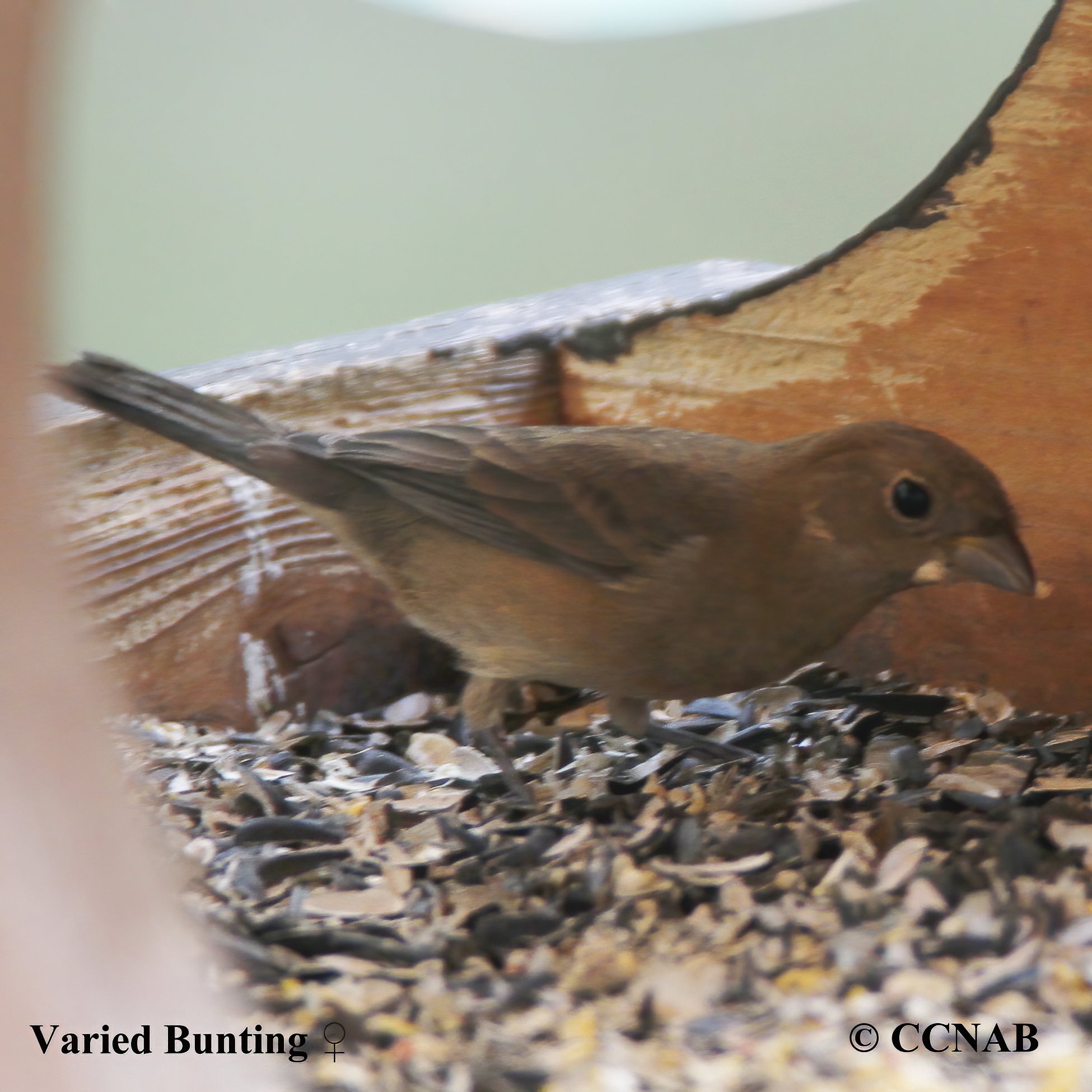 Birds of North America