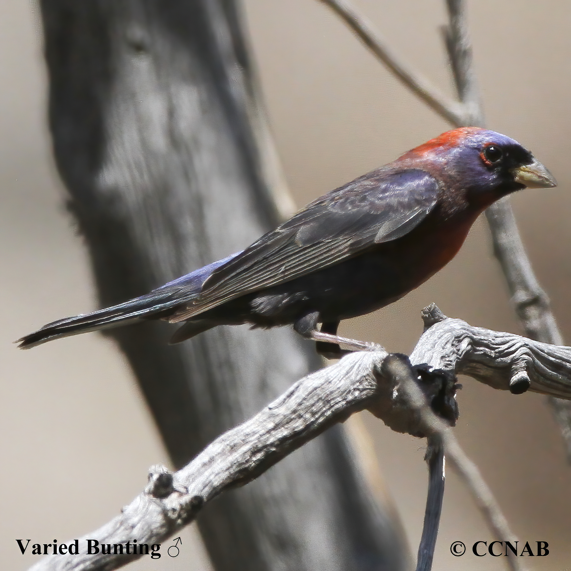 Birds of North America
