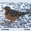 Varied Thrush songs and calls