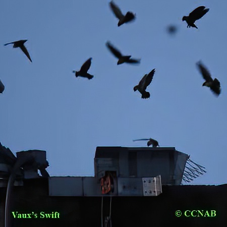 Birds of North America