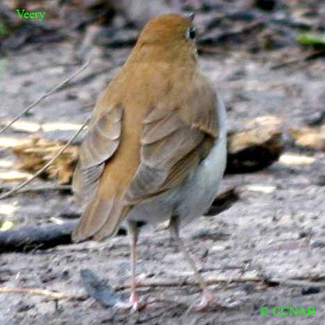 Birds of North America