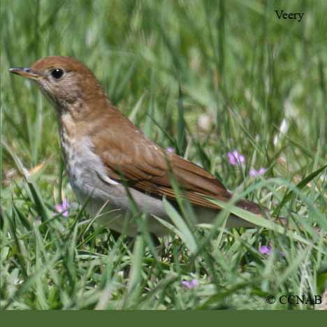 Birds of North America