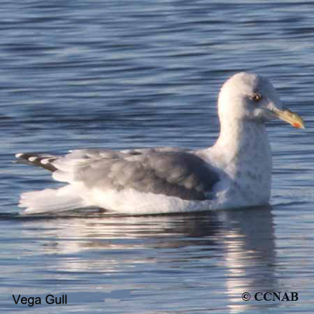 Birds of North America