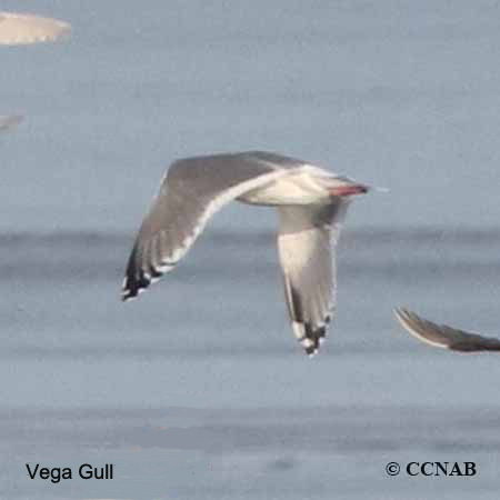 Birds of North America