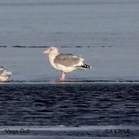 Birds of North America