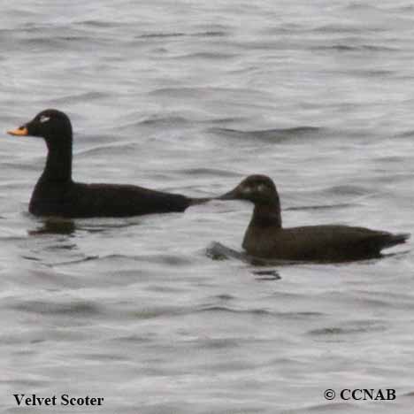 Velvet Scoter