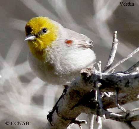 Birds of North America