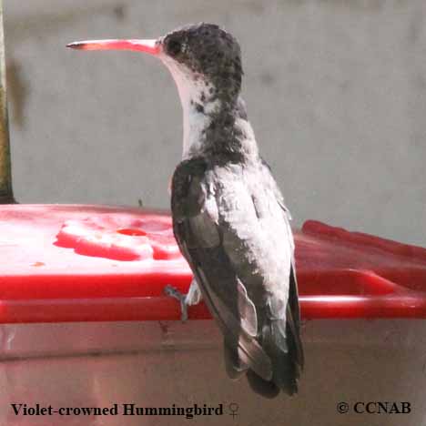Birds of North America