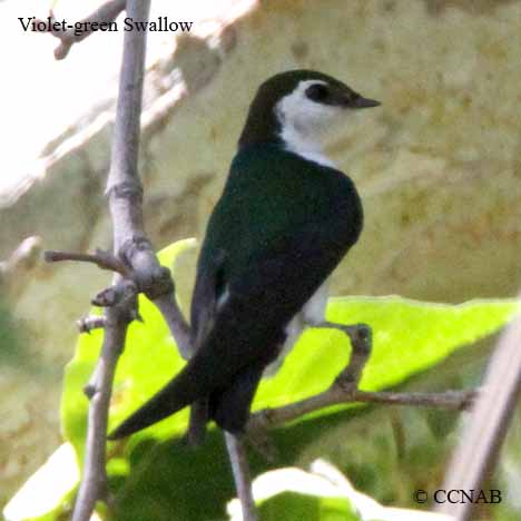 Birds of North America