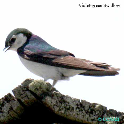 Birds of North America