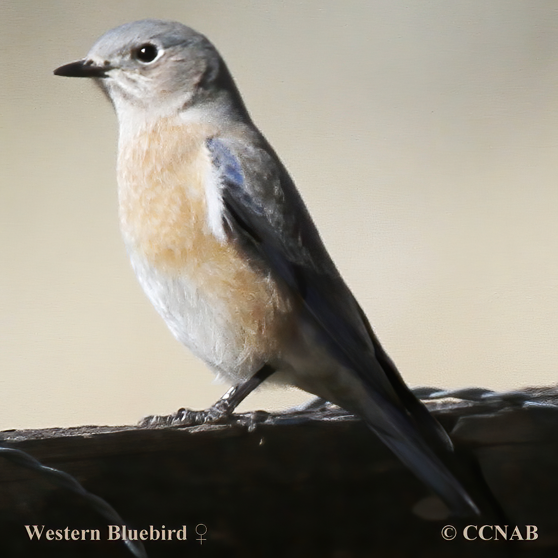 Birds of North America