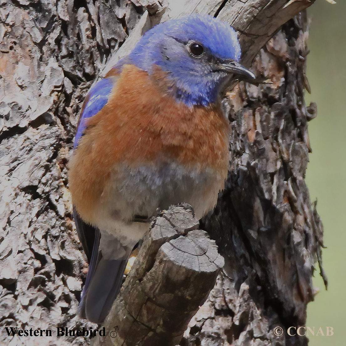 Birds of North America