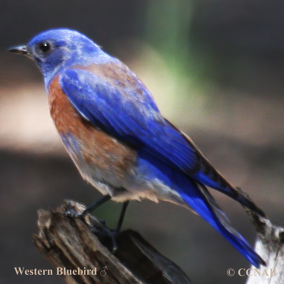 Birds of North America