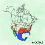 Western Cattle Egret range