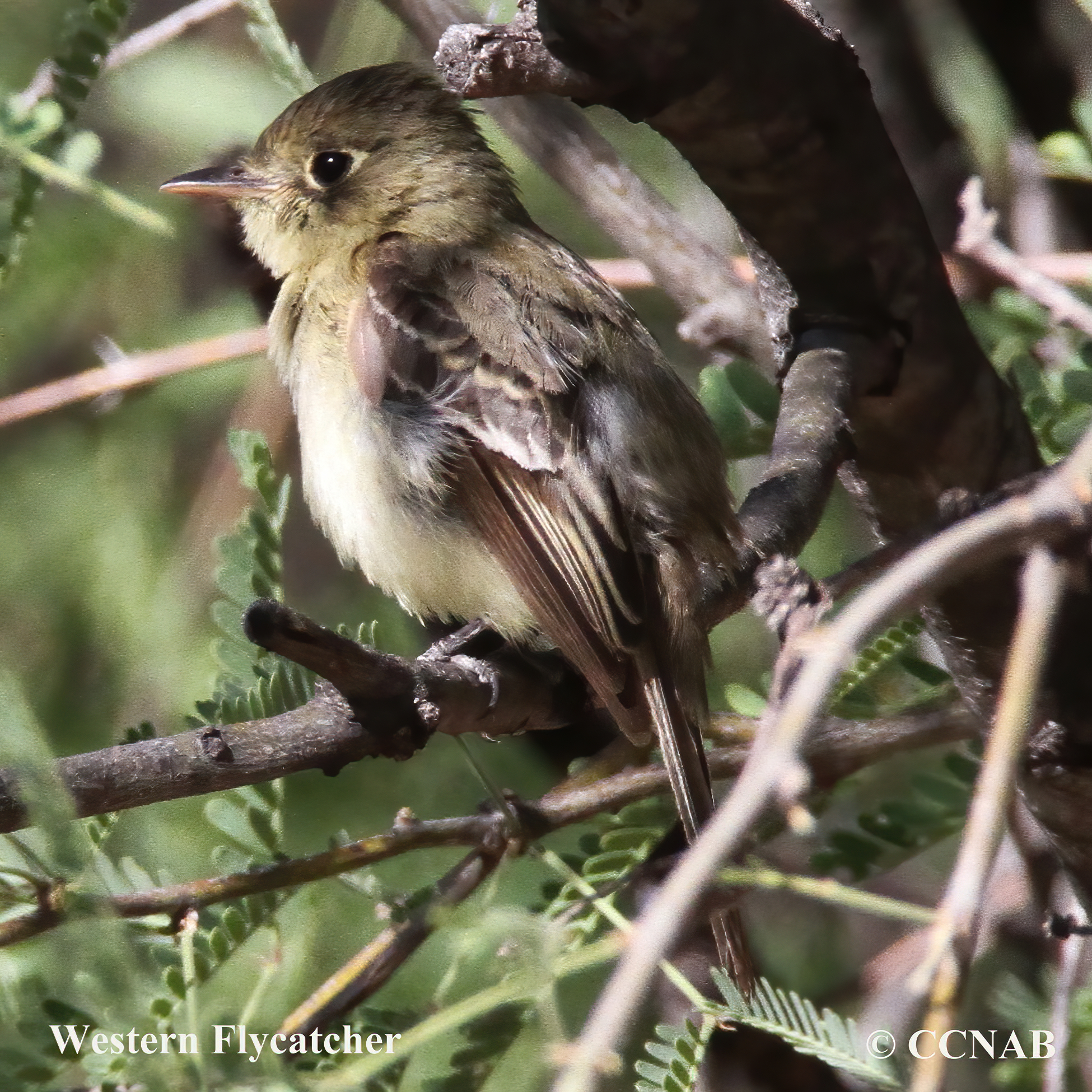 Birds of North America