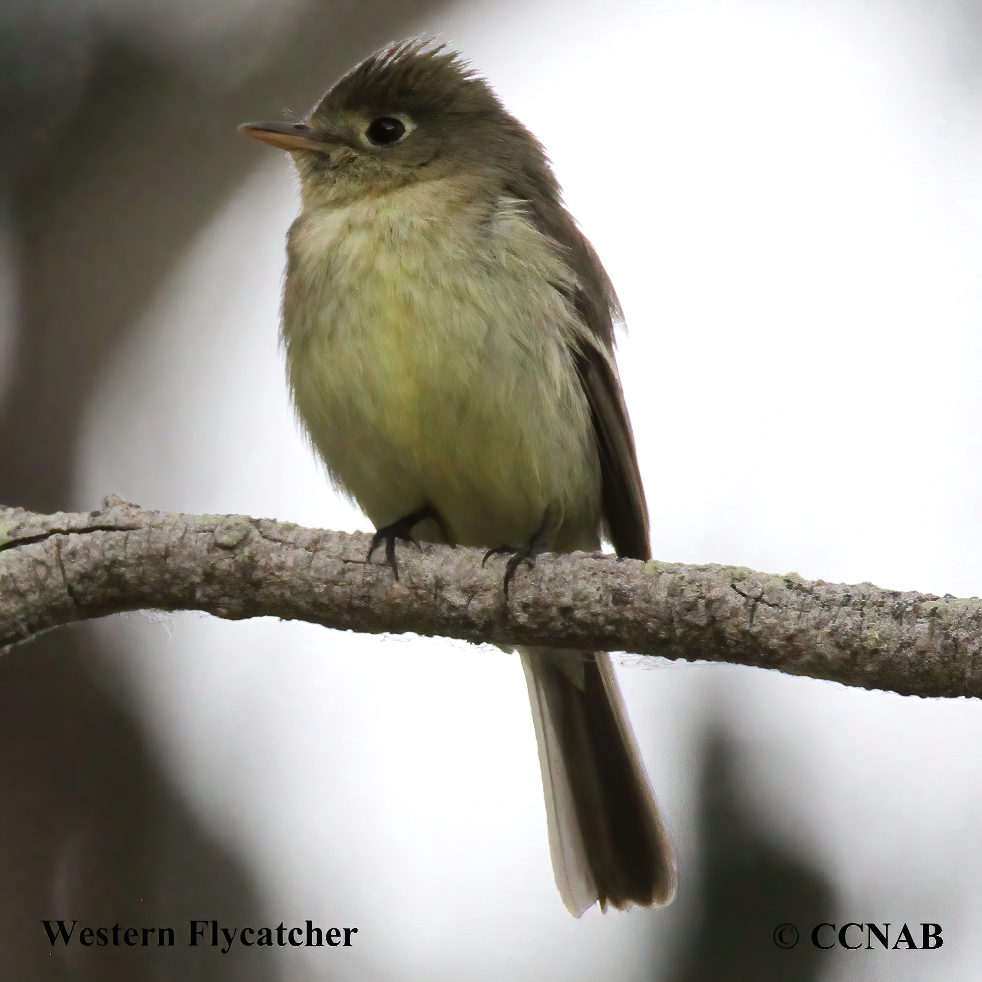 Birds of North America
