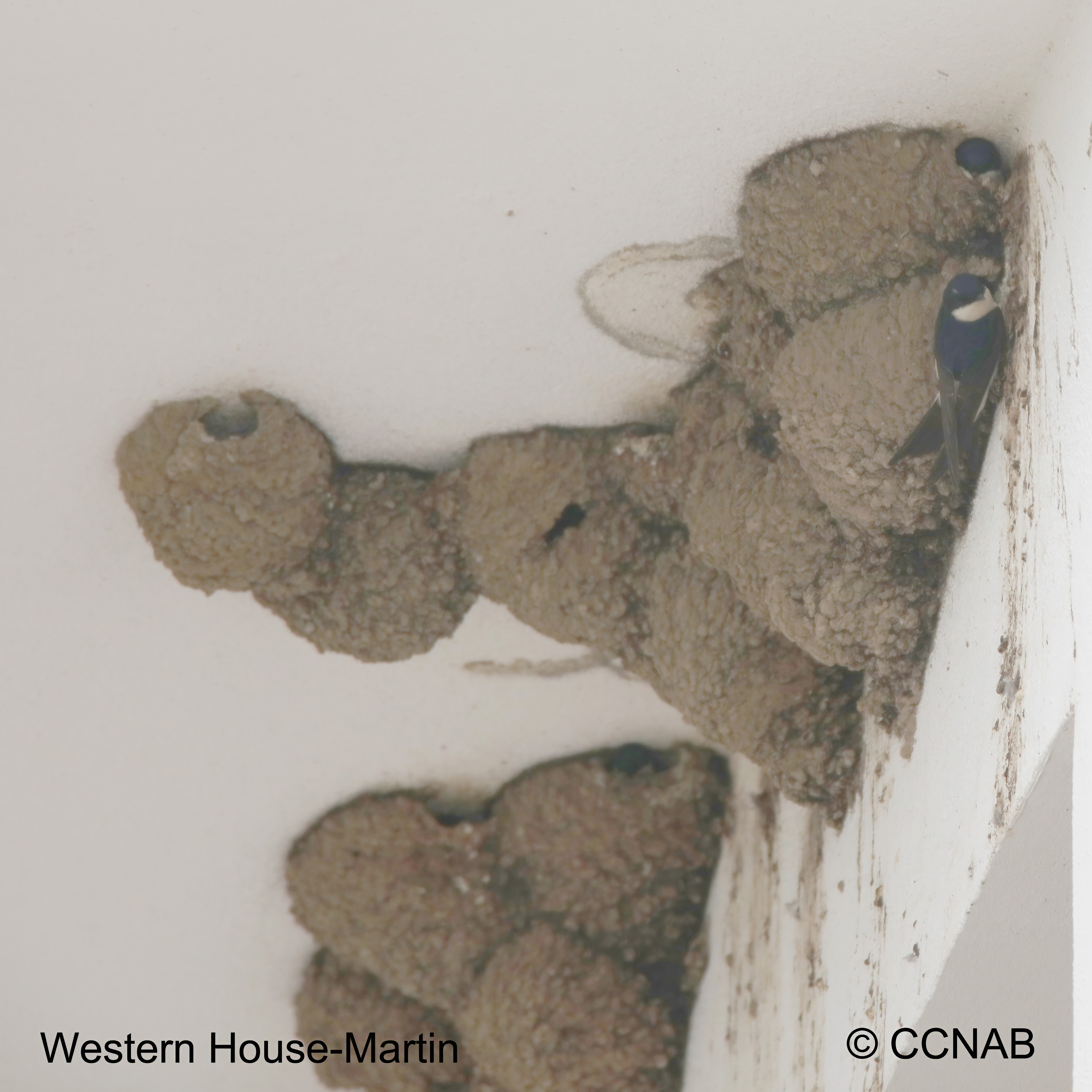 Birds of North America